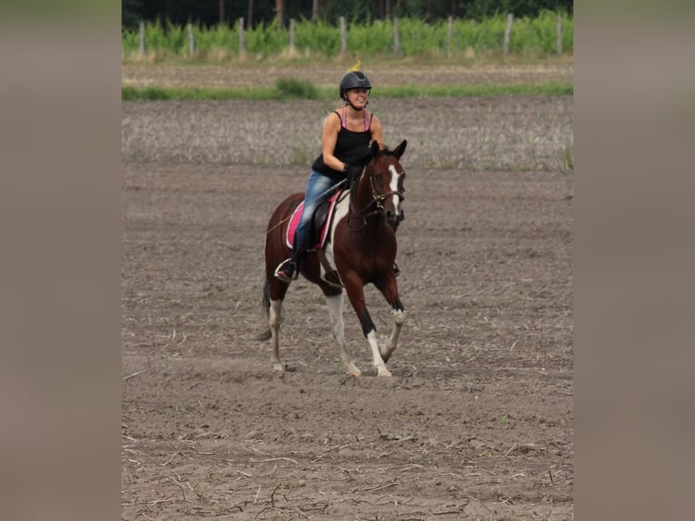 Más ponis/caballos pequeños Mestizo Yegua 7 años 146 cm Pío in Burgdorf