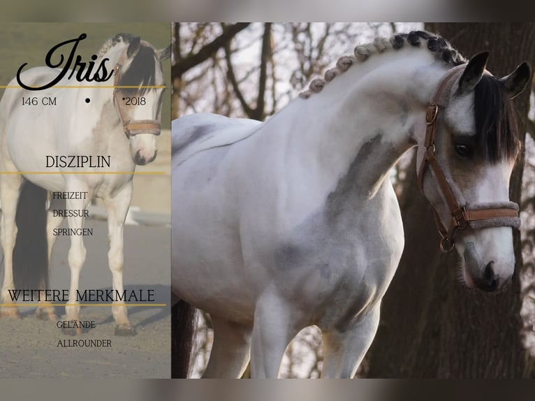 Más ponis/caballos pequeños Yegua 7 años 146 cm Pío in Nettersheim