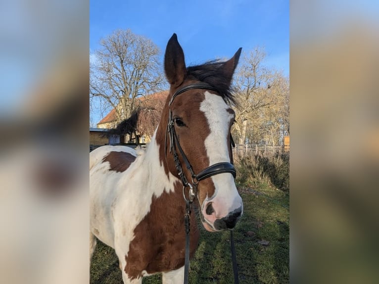 Más ponis/caballos pequeños Yegua 7 años 146 cm Pío in Neu Gaarz