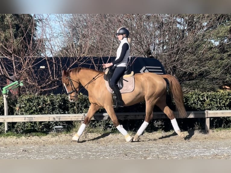Más ponis/caballos pequeños Yegua 7 años 147 cm Alazán-tostado in Roma