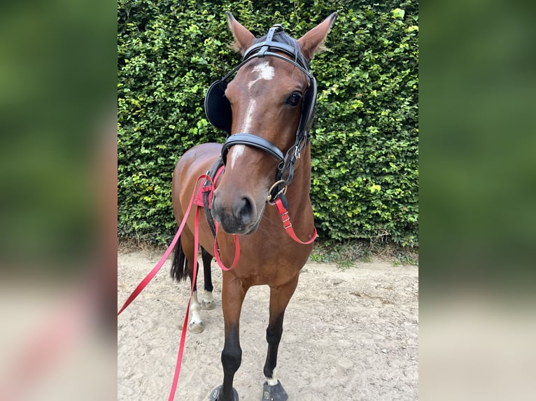 Más ponis/caballos pequeños Mestizo Yegua 7 años 147 cm Castaño in Zeven