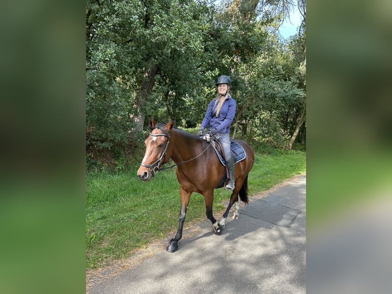 Más ponis/caballos pequeños Mestizo Yegua 7 años 147 cm Castaño in Zeven