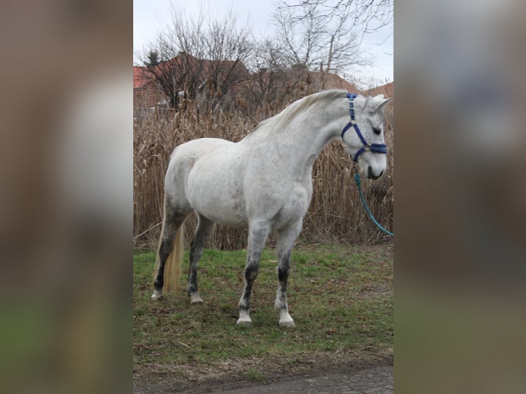 Más ponis/caballos pequeños Yegua 7 años 147 cm Tordo in Békés