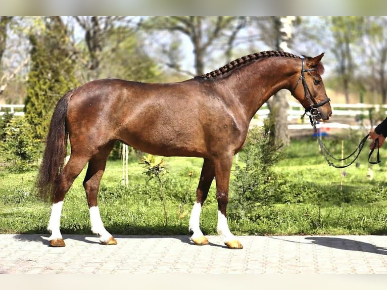Más ponis/caballos pequeños Yegua 7 años 148 cm Alazán in Békéscsaba
