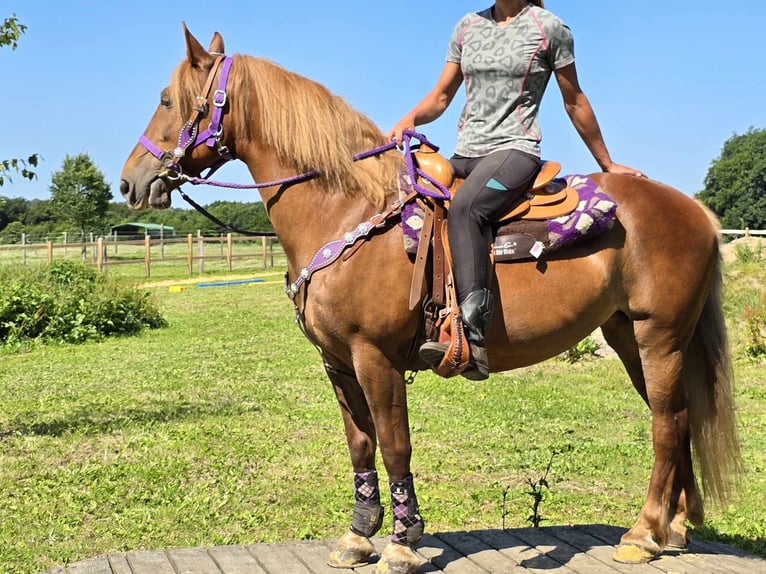 Más ponis/caballos pequeños Yegua 7 años 149 cm Alazán in Linkenbach