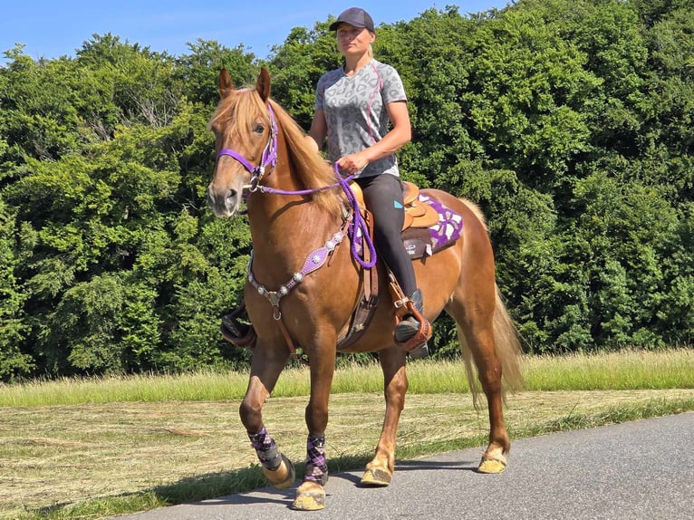 Más ponis/caballos pequeños Yegua 7 años 149 cm Alazán in Linkenbach