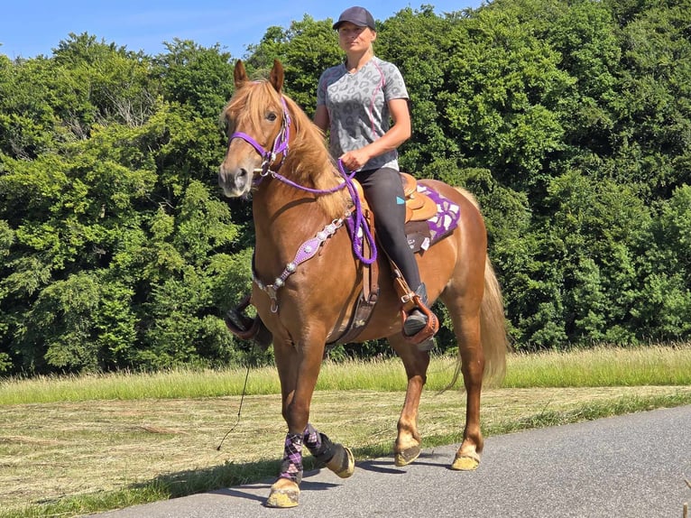 Más ponis/caballos pequeños Yegua 7 años 149 cm Alazán in Linkenbach
