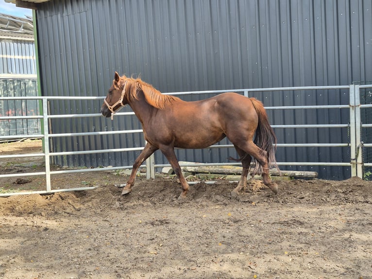 Más ponis/caballos pequeños Mestizo Yegua 7 años 150 cm in Alpen