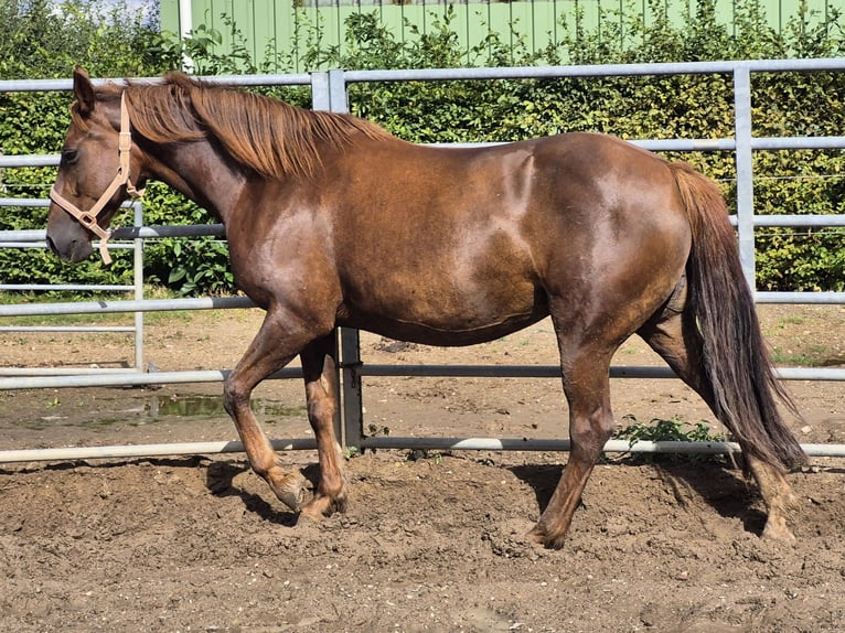 Más ponis/caballos pequeños Mestizo Yegua 7 años 150 cm in Alpen