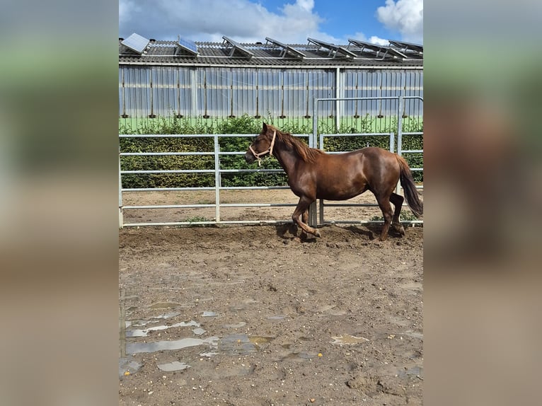 Más ponis/caballos pequeños Mestizo Yegua 7 años 150 cm in Alpen