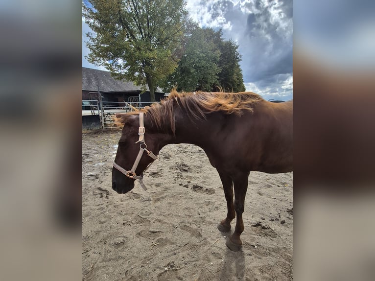 Más ponis/caballos pequeños Mestizo Yegua 7 años 150 cm in Alpen