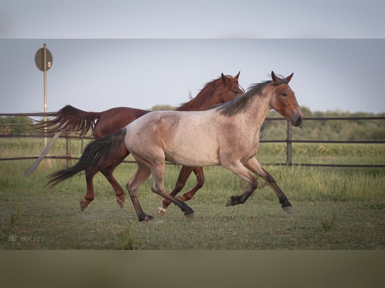 Más ponis/caballos pequeños Mestizo Yegua 7 años 150 cm in Pastetten
