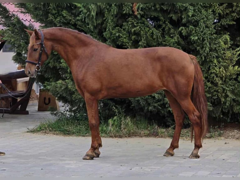 Más ponis/caballos pequeños Yegua 7 años 153 cm Alazán in Békéscsaba Más ponis/caballos pequeños Yegua 7 años 153 cm Alazán in Békéscsaba