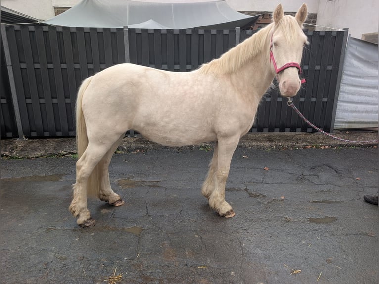Más ponis/caballos pequeños Yegua 7 años 153 cm Cremello in Morsbach