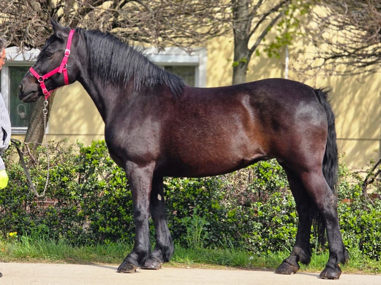 Más ponis/caballos pequeños Yegua 7 años 155 cm Negro in Békéscsaba