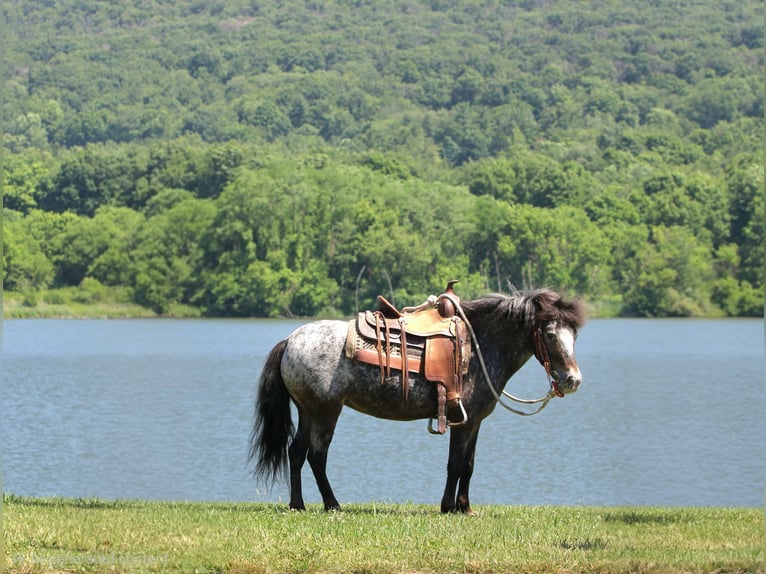 Más ponis/caballos pequeños Yegua 7 años Ruano azulado in Rebersburg