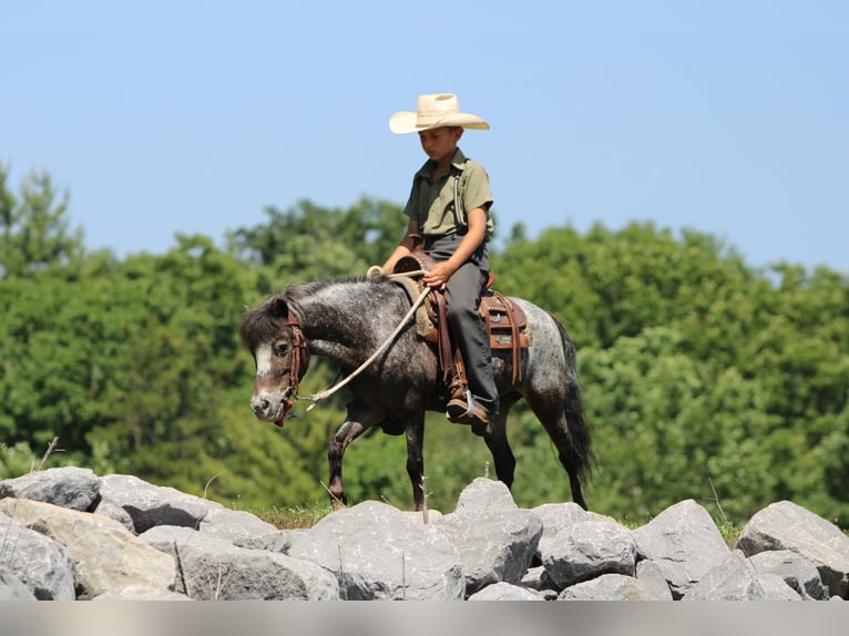 Más ponis/caballos pequeños Yegua 7 años Ruano azulado in Rebersburg
