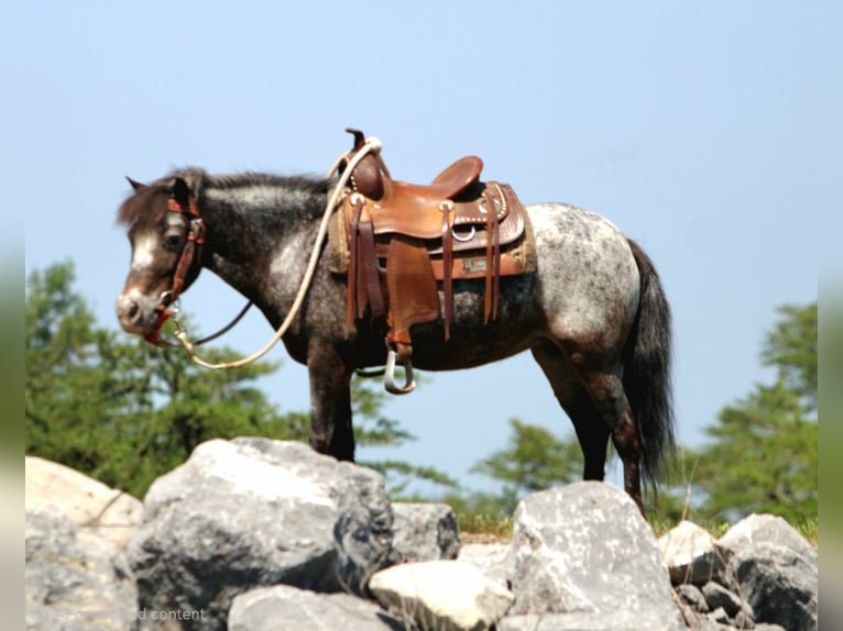 Más ponis/caballos pequeños Yegua 7 años Ruano azulado in Rebersburg