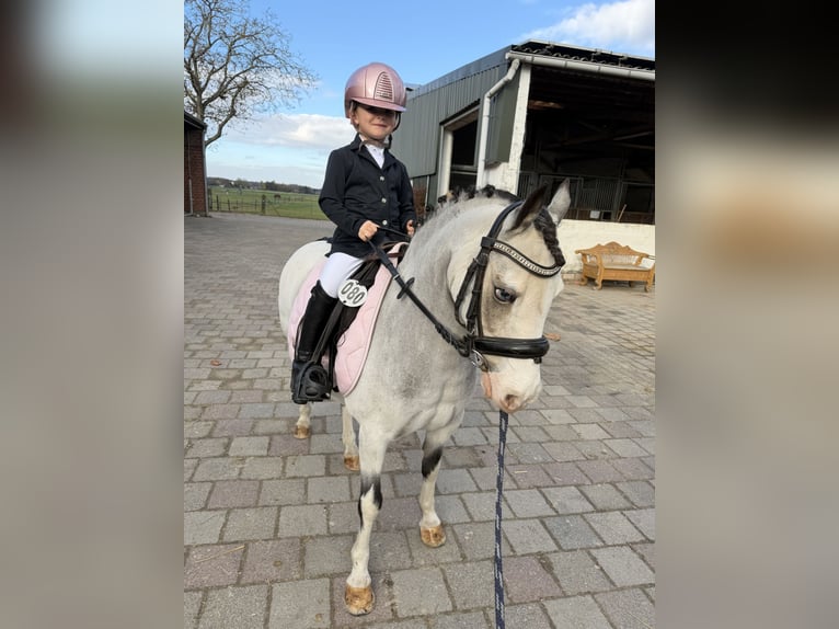Más ponis/caballos pequeños Yegua 8 años 115 cm Red Dun/Cervuno in Geilenkirchen