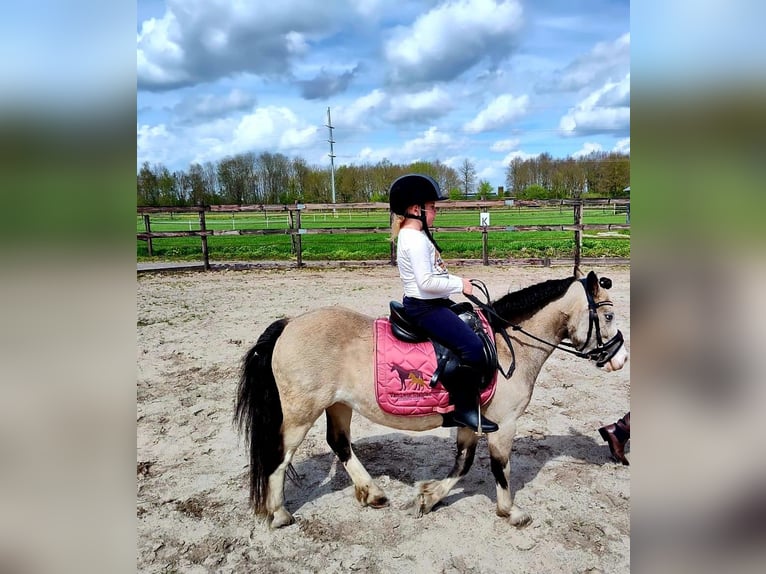 Más ponis/caballos pequeños Yegua 8 años 115 cm Red Dun/Cervuno in Geilenkirchen