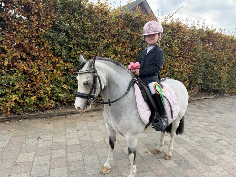 Más ponis/caballos pequeños Yegua 8 años 115 cm Red Dun/Cervuno in Geilenkirchen