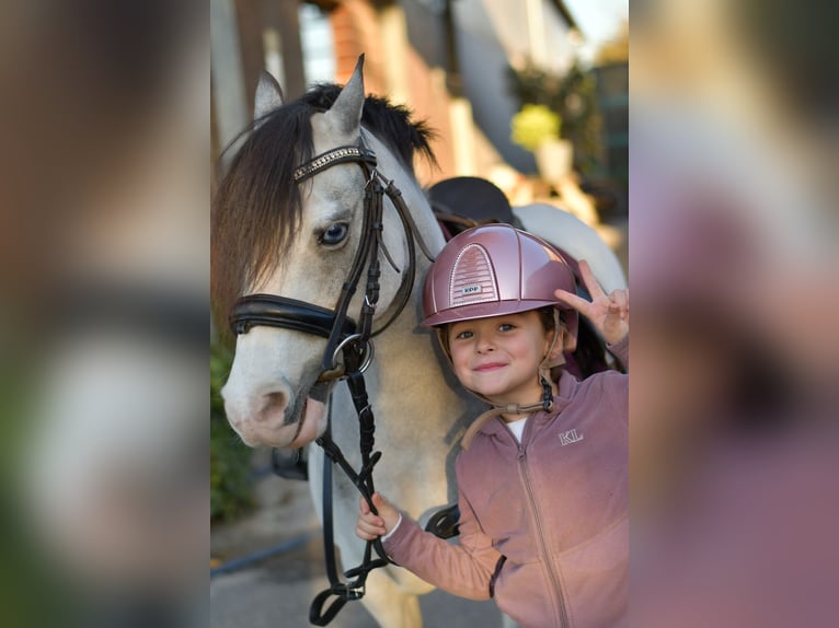 Más ponis/caballos pequeños Yegua 8 años 115 cm Red Dun/Cervuno in Geilenkirchen