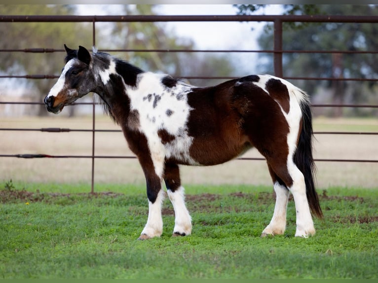 Más ponis/caballos pequeños Yegua 8 años 119 cm Castaño-ruano in Guthrie