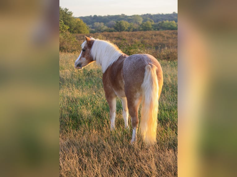 Más ponis/caballos pequeños Yegua 8 años 119 cm Ruano alazán in Lamar