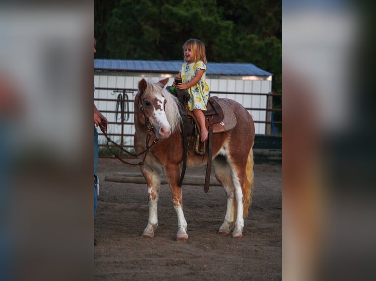 Más ponis/caballos pequeños Yegua 8 años 119 cm Ruano alazán in Lamar