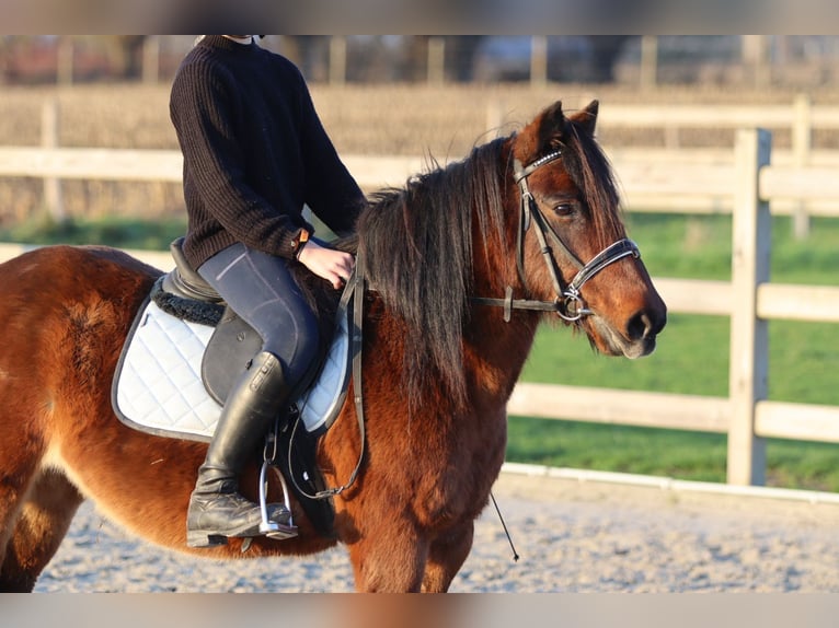 Más ponis/caballos pequeños Yegua 8 años 120 cm Castaño in Bogaarden