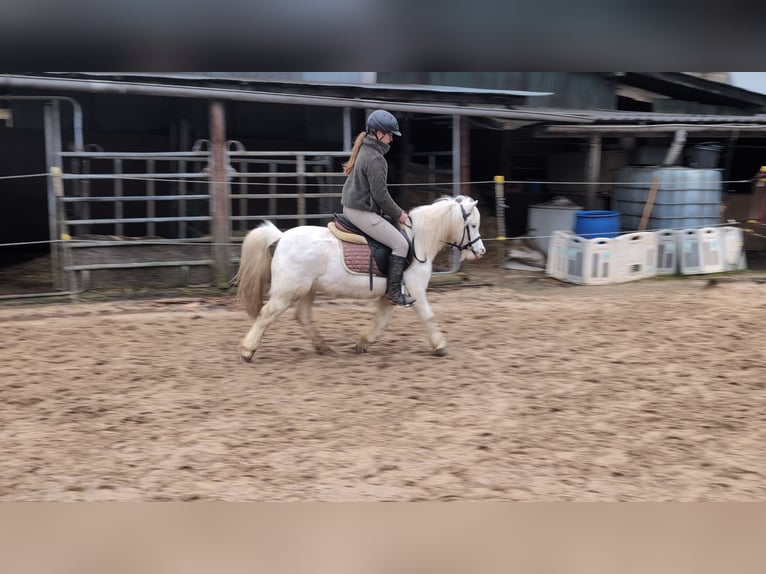 Más ponis/caballos pequeños Yegua 8 años 120 cm Tordo in Morsbach