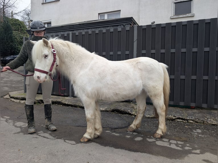 Más ponis/caballos pequeños Yegua 8 años 120 cm Tordo in Morsbach