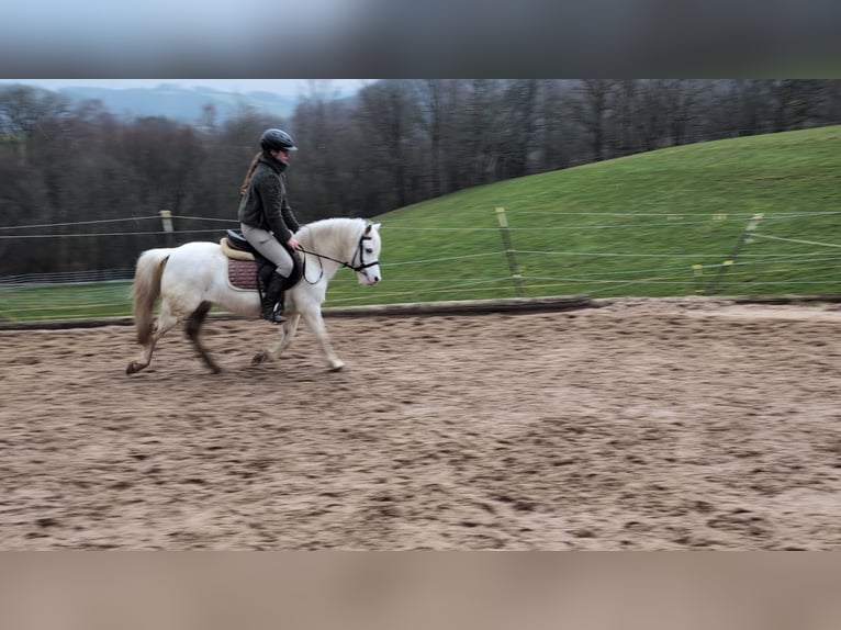 Más ponis/caballos pequeños Yegua 8 años 120 cm Tordo in Morsbach