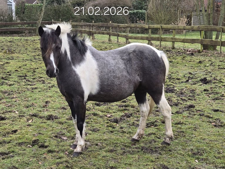 Más ponis/caballos pequeños Mestizo Yegua 8 años 125 cm Pío in Wittmund
