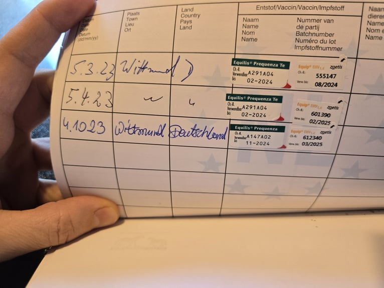 Más ponis/caballos pequeños Mestizo Yegua 8 años 125 cm Pío in Wittmund