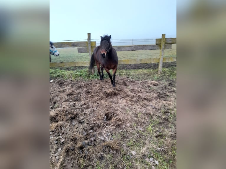 Más ponis/caballos pequeños Mestizo Yegua 8 años 128 cm Castaño in Bad Saulgau