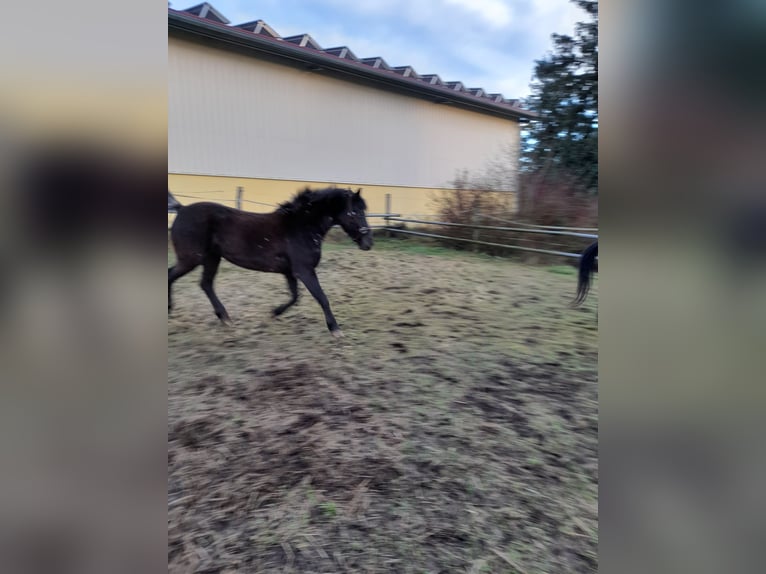 Más ponis/caballos pequeños Mestizo Yegua 8 años 128 cm Castaño in Bad Saulgau