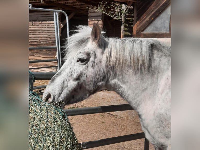 Más ponis/caballos pequeños Mestizo Yegua 8 años 132 cm Atigrado/Moteado in Lonnerstadt
