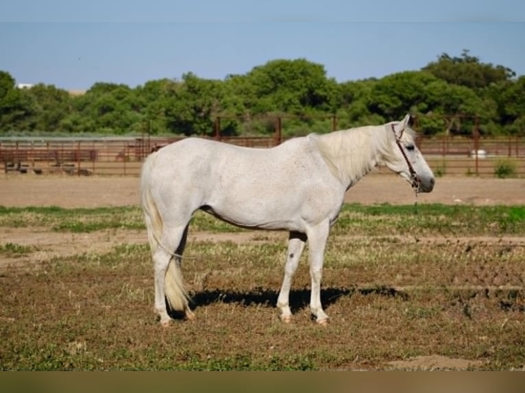 Más ponis/caballos pequeños Yegua 8 años 132 cm Tordo in King City