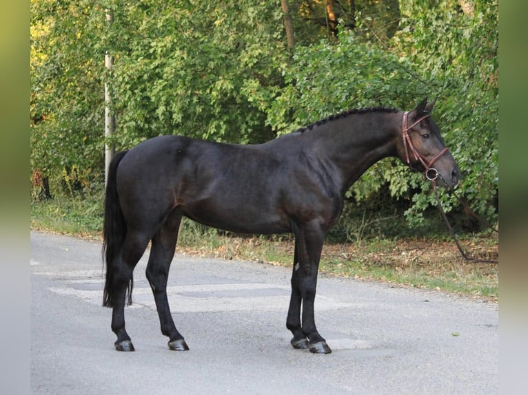 Más ponis/caballos pequeños Yegua 8 años 138 cm Negro in Határ utca 25