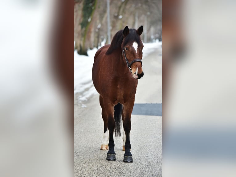 Más ponis/caballos pequeños Yegua 8 años 145 cm Castaño in Békésszentandrás