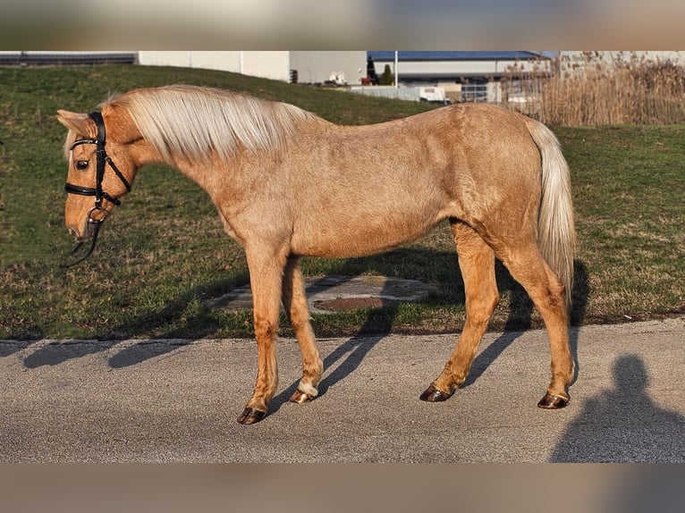 Más ponis/caballos pequeños Yegua 8 años 145 cm Palomino in Békéscsaba