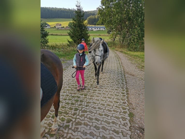Más ponis/caballos pequeños Yegua 8 años 145 cm Tordo rodado in Furtwangen im Schwarzwald