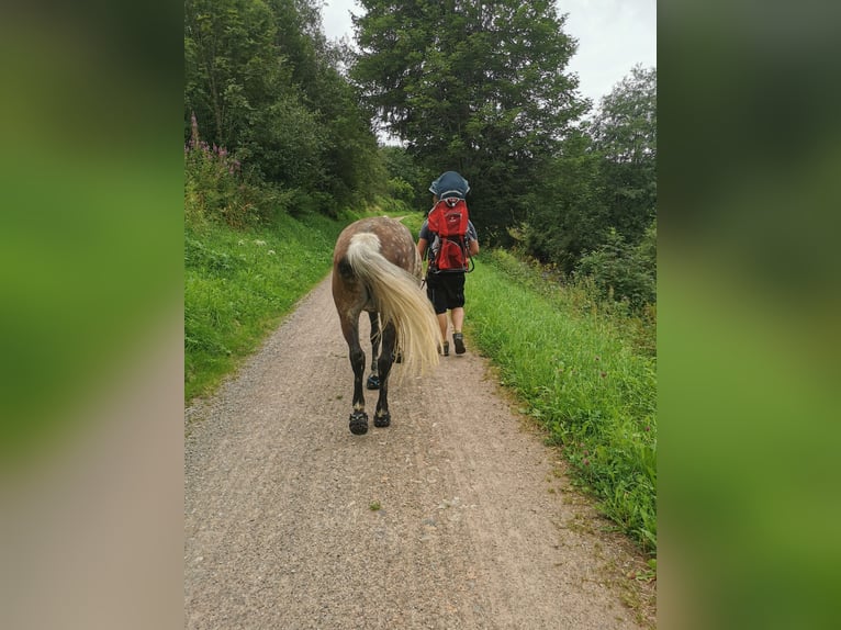 Más ponis/caballos pequeños Yegua 8 años 145 cm Tordo rodado in Furtwangen im Schwarzwald