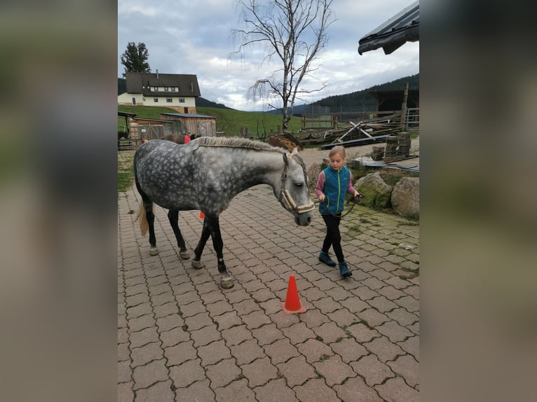 Más ponis/caballos pequeños Yegua 8 años 145 cm Tordo rodado in Furtwangen im Schwarzwald