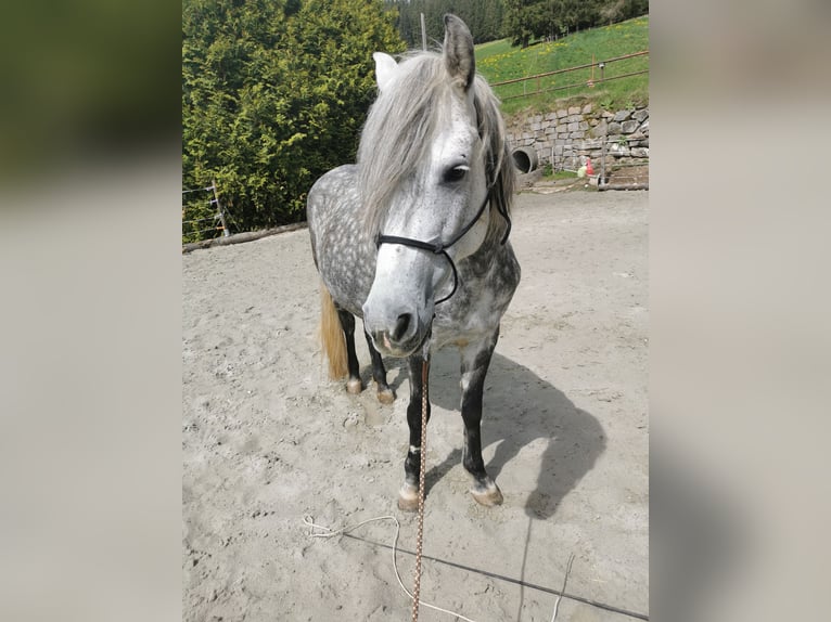 Más ponis/caballos pequeños Yegua 8 años 145 cm Tordo rodado in Furtwangen im Schwarzwald