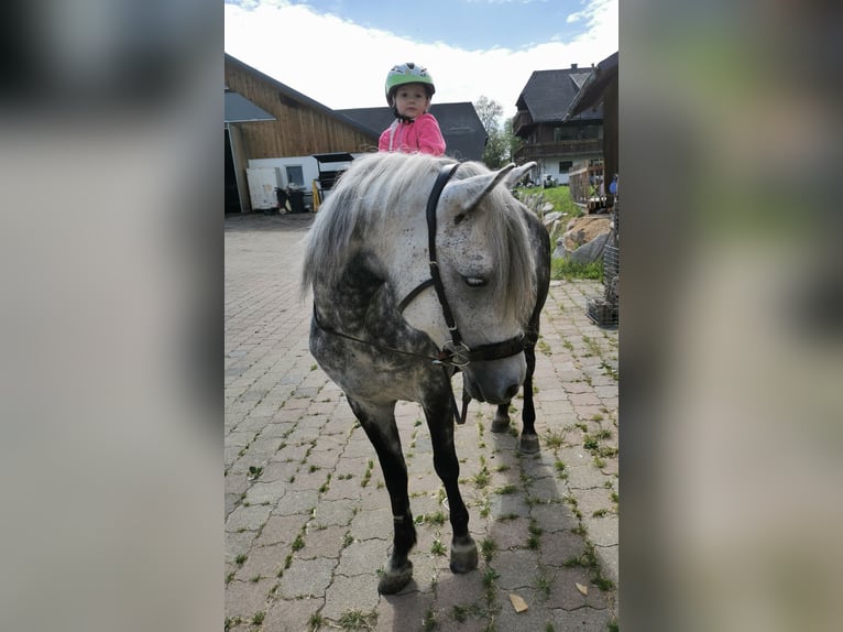 Más ponis/caballos pequeños Yegua 8 años 145 cm Tordo rodado in Furtwangen im Schwarzwald