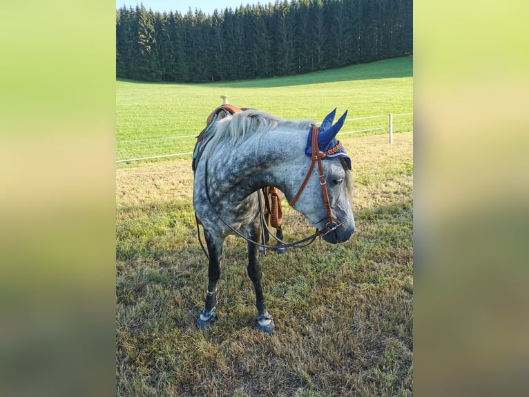 Más ponis/caballos pequeños Yegua 8 años 145 cm Tordo rodado in Furtwangen im Schwarzwald