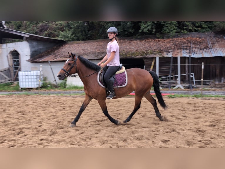Más ponis/caballos pequeños Yegua 8 años 147 cm Castaño in Morsbach