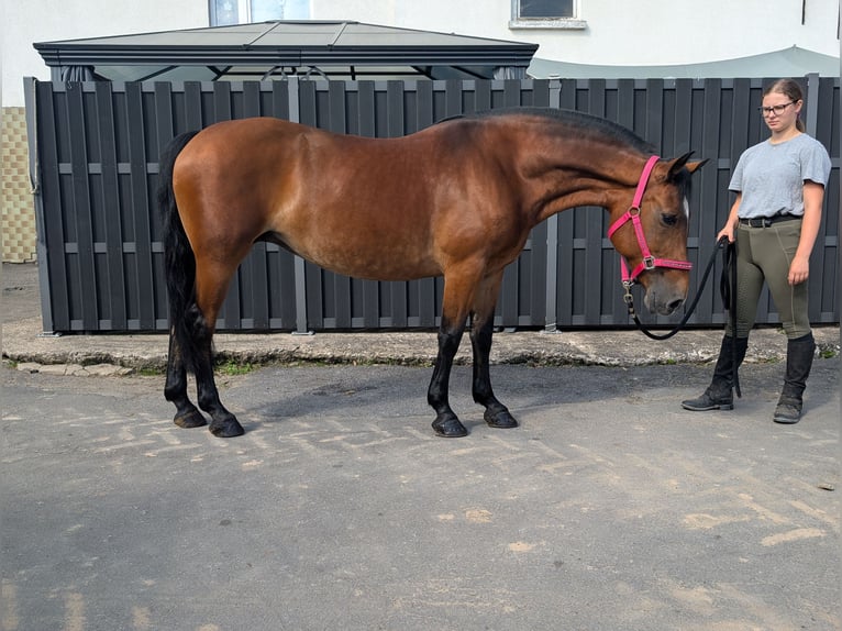 Más ponis/caballos pequeños Yegua 8 años 147 cm Castaño in Morsbach